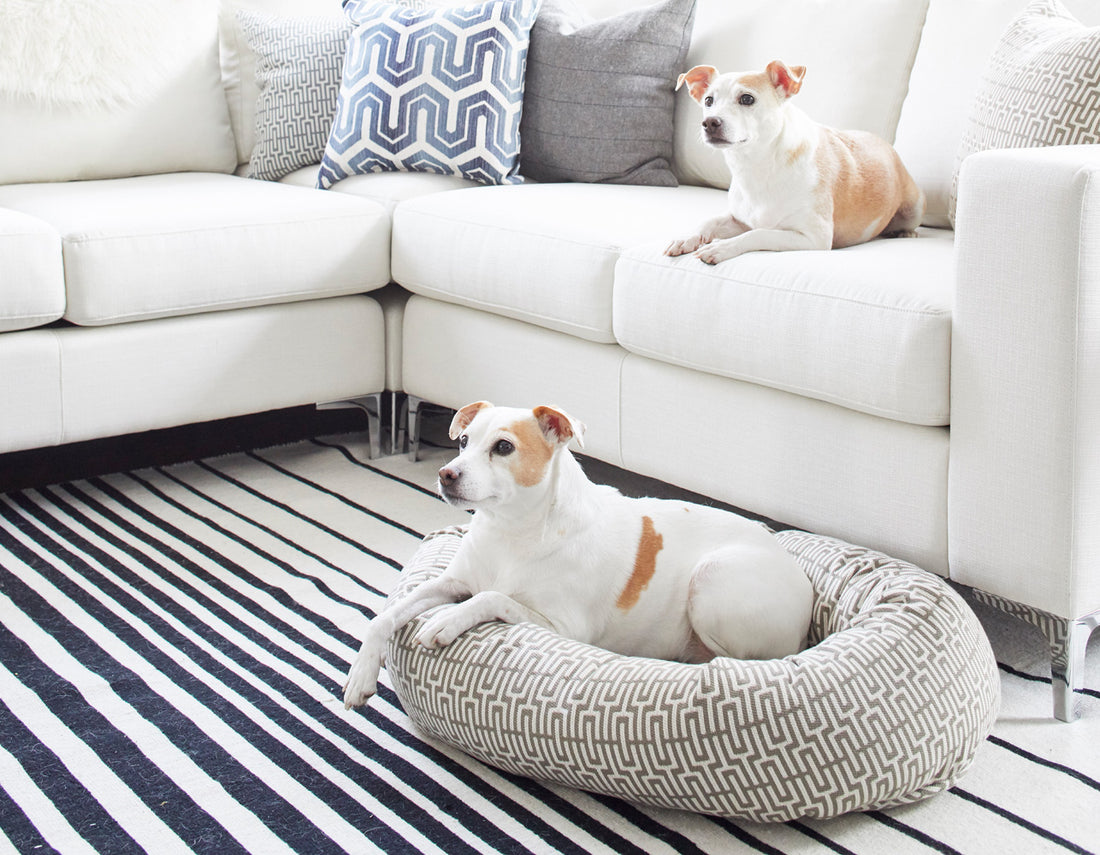 stylish dog bed