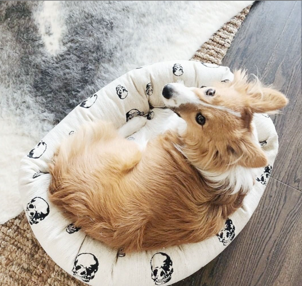 WHITE SKULL DOG BED
