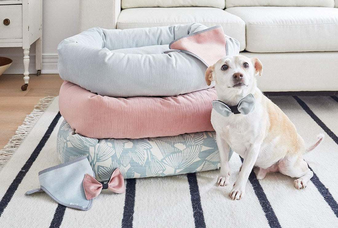 MODERN DOG BED