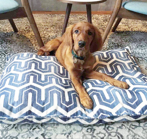 patterned dog bed