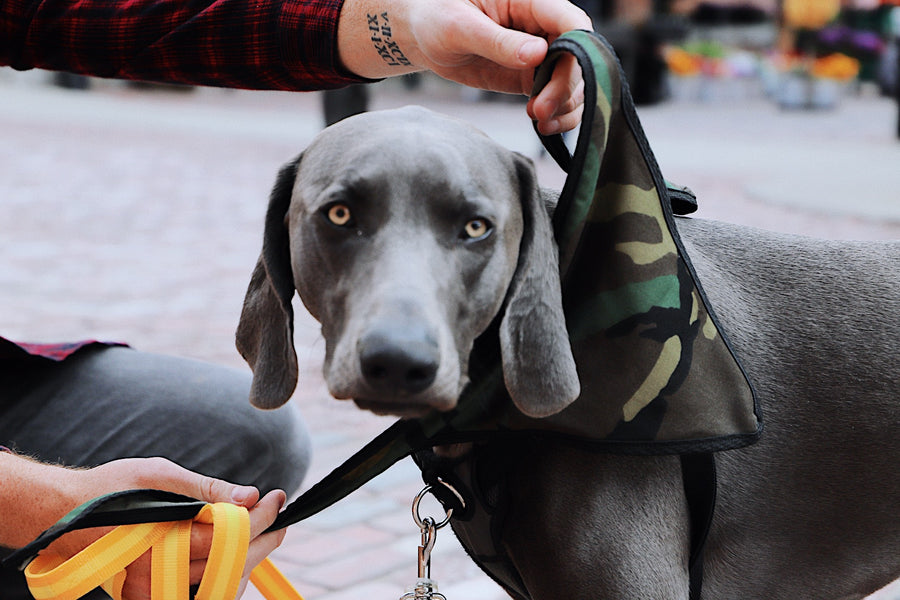 dog style