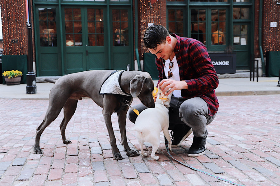 hockey player and dogs pet love
