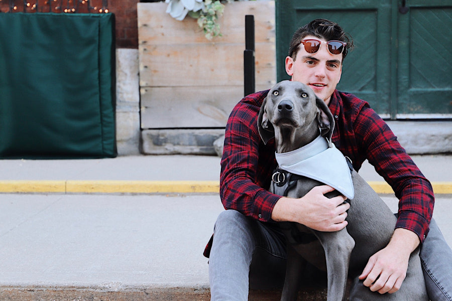blue weimaraner pet love