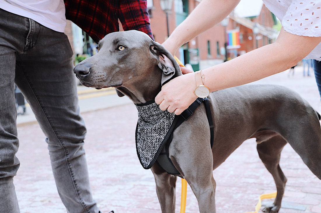 weimaraner dog fashion pet love