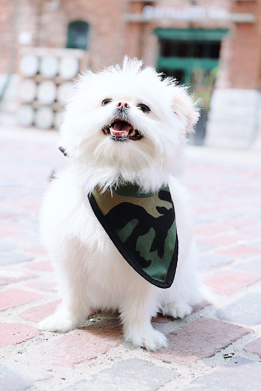 dog scarf pom pom dog