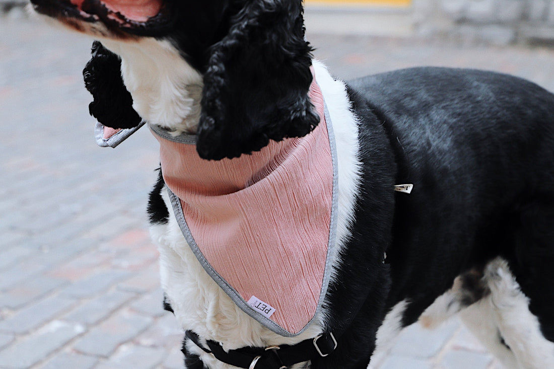 dog banada scarf canadian made