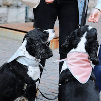 dog fashion pet love scarf banada 