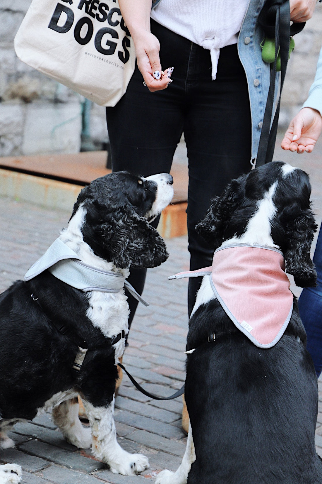 pet love 4 charity dog scarf