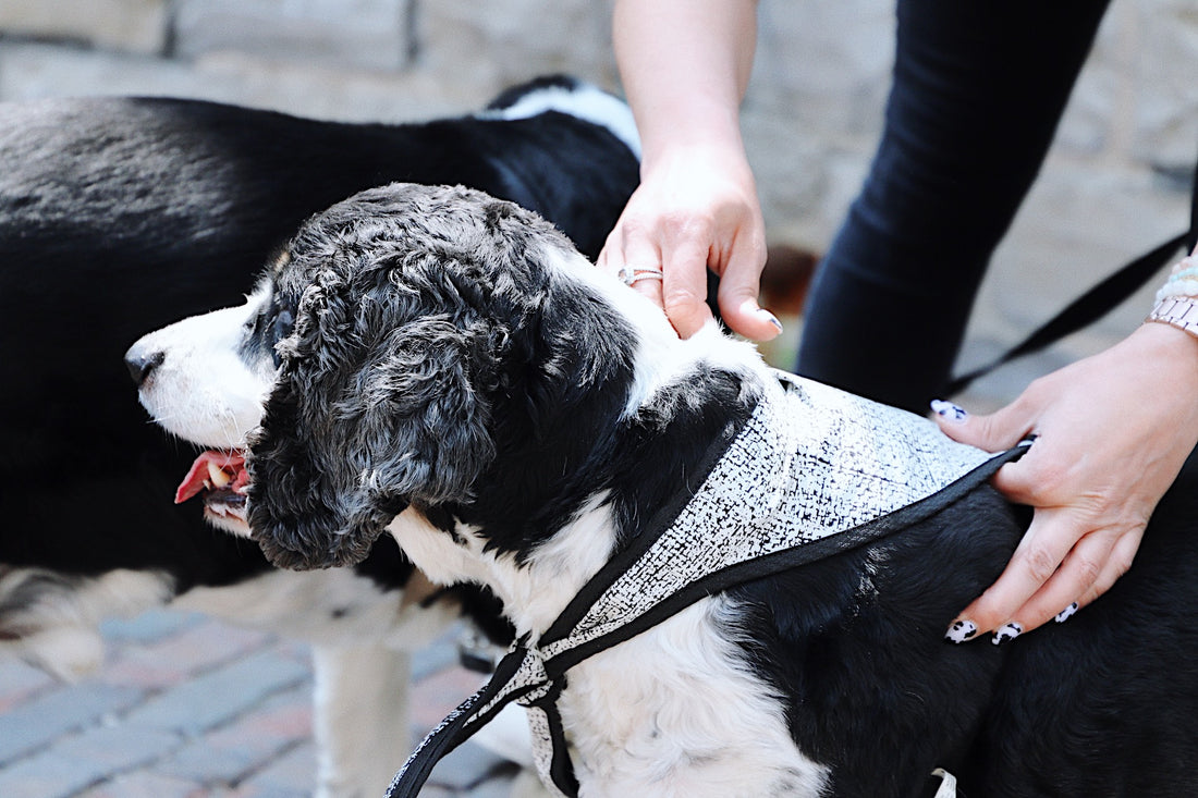 dog breed pet love