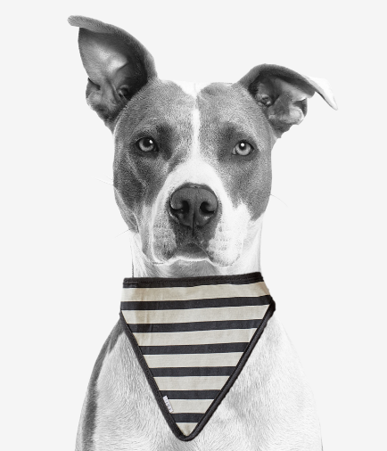 stripe dog scarf
