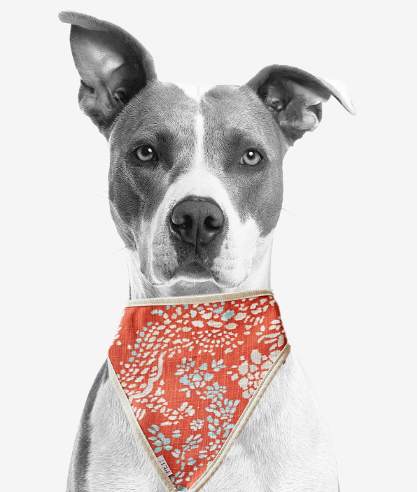 orange dog scarf