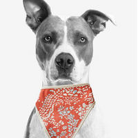 orange dog scarf