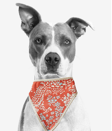orange dog scarf