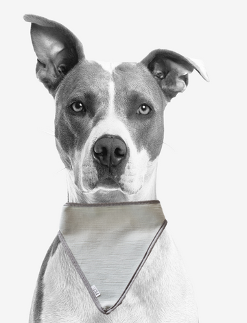 DOG SCARF