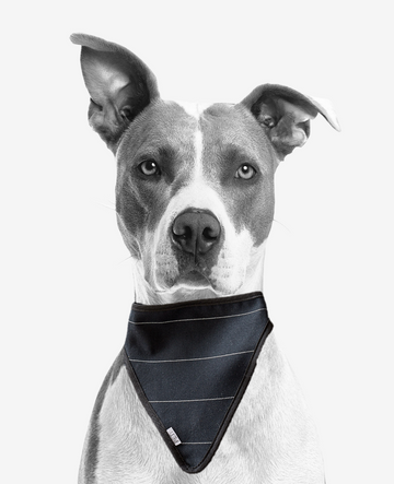 DOG SCARF